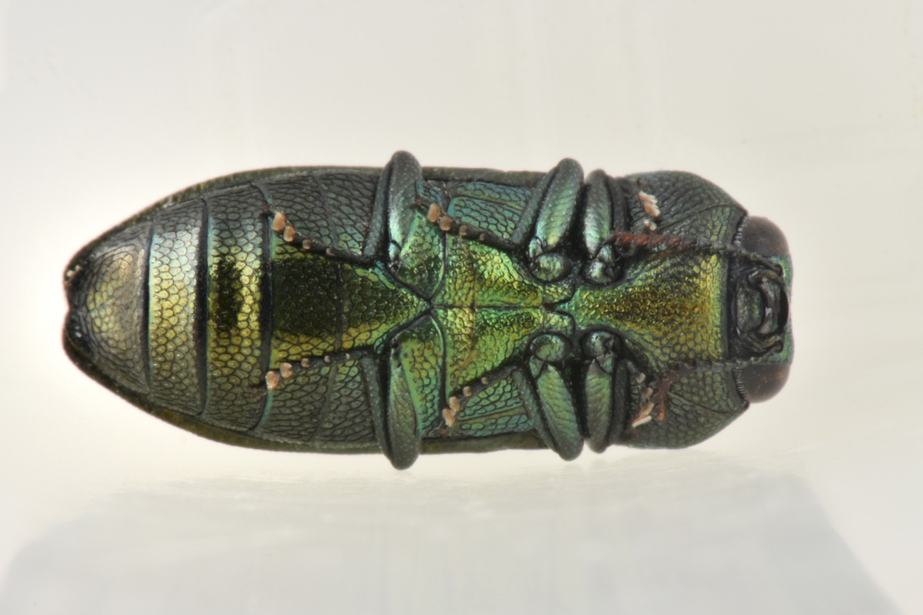 Buprestidae: Anthaxia thalassophila? S.